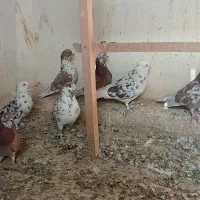 سلام به همه دوستان تعداد کبوتر خوب به فروش می رسد|پرنده|اسلامشهر, شهرک سالور|دیوار