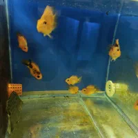 گوپی آکواریوم سیچیلاید آروانا  پلنت کوی بچه مولی|ماهی|رباطکریم, رباطکریم|دیوار