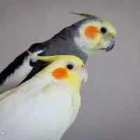 یک جفت عروس هلندی دستی مولد