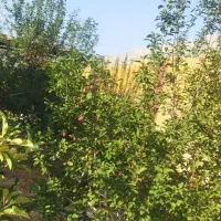 رهن واجاره باغ بر جاده امیریه مناسب کافه ومراسمات|اجارهٔ خانه و ویلا|بسطام, |دیوار