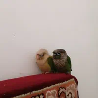 پرنده