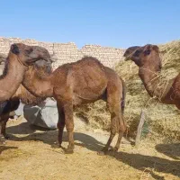 شتر داشتی و گوشتی|حیوانات مزرعه|کشکوئیه, |دیوار