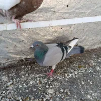 کفتر پلاکی|پرنده|الوند, |دیوار