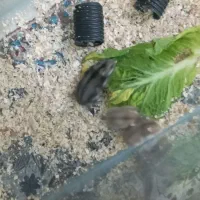 همستر|موش و خرگوش|رفسنجان, |دیوار