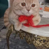 حبه قند برتیش ها