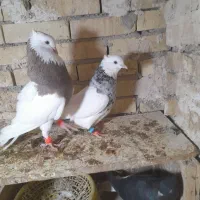 جفت طوقی یک|پرنده|رامشیر, |دیوار