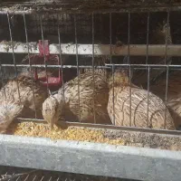 بوقلمون نرو ماده برنز اصیل بومی اردک و بلدرچین|حیوانات مزرعه|قم, سراجه (۱۵ خرداد)|دیوار