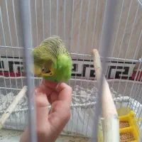 فروش مرغ عشق وفنچ|پرنده|جوانرود, |دیوار