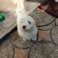 سگ شیت رو پامر|سگ|کرمان, |دیوار