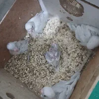 جوجه مرغ عشق سرلاکی