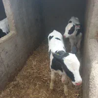 فروش دو راس گوساله نر شیری