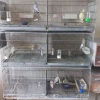 جفت مولد روی تخم و جوجه ،جوجه دونخور و سرلاکی
