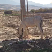 نر الاغ|حیوانات مزرعه|قزوین, |دیوار