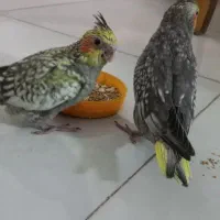 جوجه عروس هلندی گل باقالی