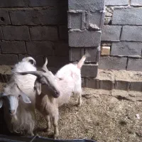 چپش و گیسه های عرب و الپاین فروشی در شهربابک|حیوانات مزرعه|سیرجان, |دیوار