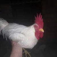 مرغ و خروس
