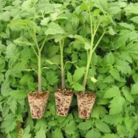 نشا گوجه،فلفل،بادمجان،کرفس