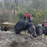 بوقلمون و اردک|حیوانات مزرعه|ماکلوان, |دیوار