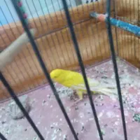 باسلام یک عدد قناری ماده طلایی آماده کار|پرنده|قم, قلعه کامکار|دیوار