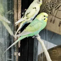 جفت مرغ عشق 6تخمه( کمیاب )