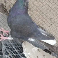 کفتر