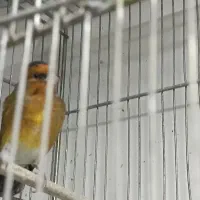 سهره قناری دهندار لر بخون ۲سال نیم