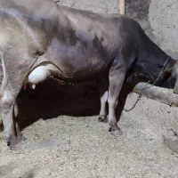 گاو وگوساله سیمنتال|حیوانات مزرعه|تکاب, |دیوار