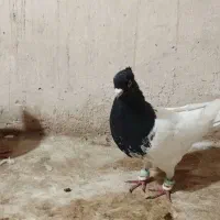 کبوتر رنگه کله سیاه ساده سینه کلاغ|پرنده|مشهد, جاهد شهر|دیوار