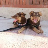 واگذاری سگ ژرمن لیور|سگ|سیرجان, |دیوار