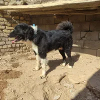 واگذاری توله سگ قدرجونی  نر.نگهبان|سگ|برخوار, |دیوار