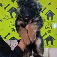 ژرمن کینگ تمام مشکی و توله دورنگ نر و ماده|سگ|تهران, خلیج فارس|دیوار