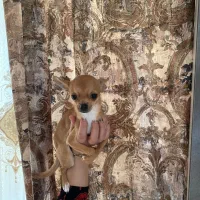 سگ شیواوا ماده اپل هد 7ماهه|سگ|تبریز, |دیوار