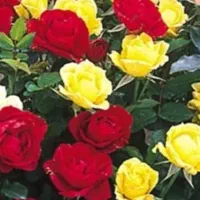اجرای  کلیه  کارهای  باغبونی