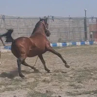 مادیان ۴ساله کرد