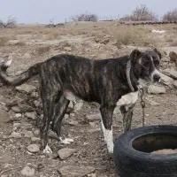 سگ گله افغانی 4 ساله|سگ|شاهرود, |دیوار