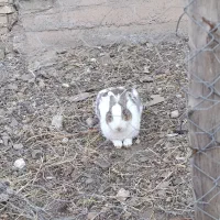 خرگوش ماده اهلی