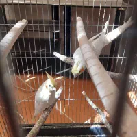 یک جفت عروس هلندی سرحال|پرنده|اردکان, |دیوار