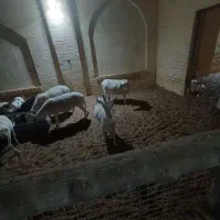 فروش میش لاکن وبز سانن اصل شیری