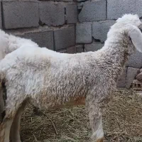 کره فروشی نر|حیوانات مزرعه|نرماشیر, |دیوار