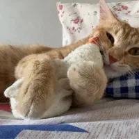 گربه نارنجی جینجر