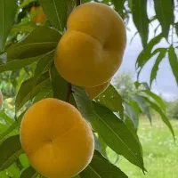 پیشفروش نهال هلو آناناسی