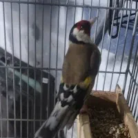 سهره معاوضه بخون