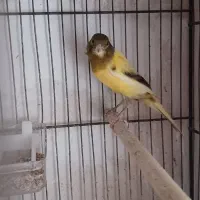 قناری نر ابلغ قدار|پرنده|اردبیل, |دیوار