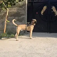 سگ سرابی نر|سگ|ماهدشت, |دیوار