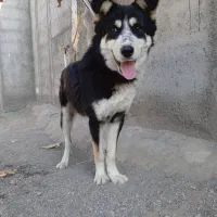 سگ هاسکی باتوله اشپیتز|سگ|مشهد, موسوی قوچانی|دیوار