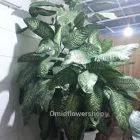 گل خاک|گل و گیاه طبیعی|مشهد, مشکینی (شهرک غرب)|دیوار