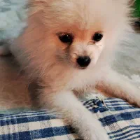 پامر عروسکی|سگ|شاهرود, |دیوار