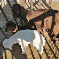 حیوانات مزرعه|حیوانات مزرعه|سبزوار, خسروجرد|دیوار