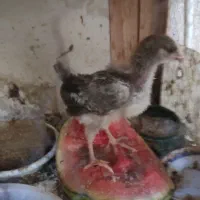جوجه مرغ