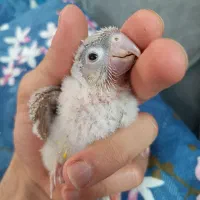 جوجه گیرینچیک آناناسی سینه سرخ